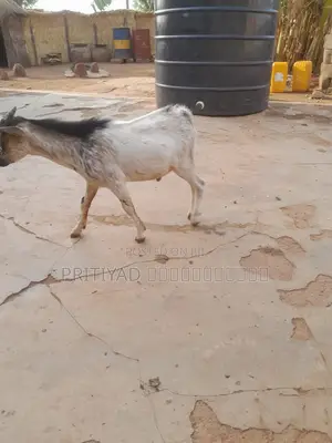 Male Health Goats