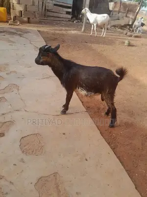Male Health Goats