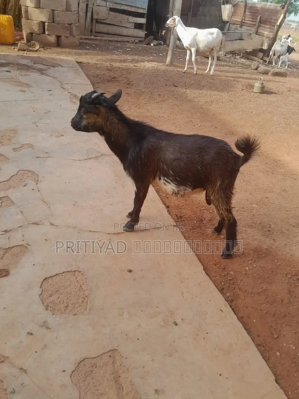 Male Health Goats