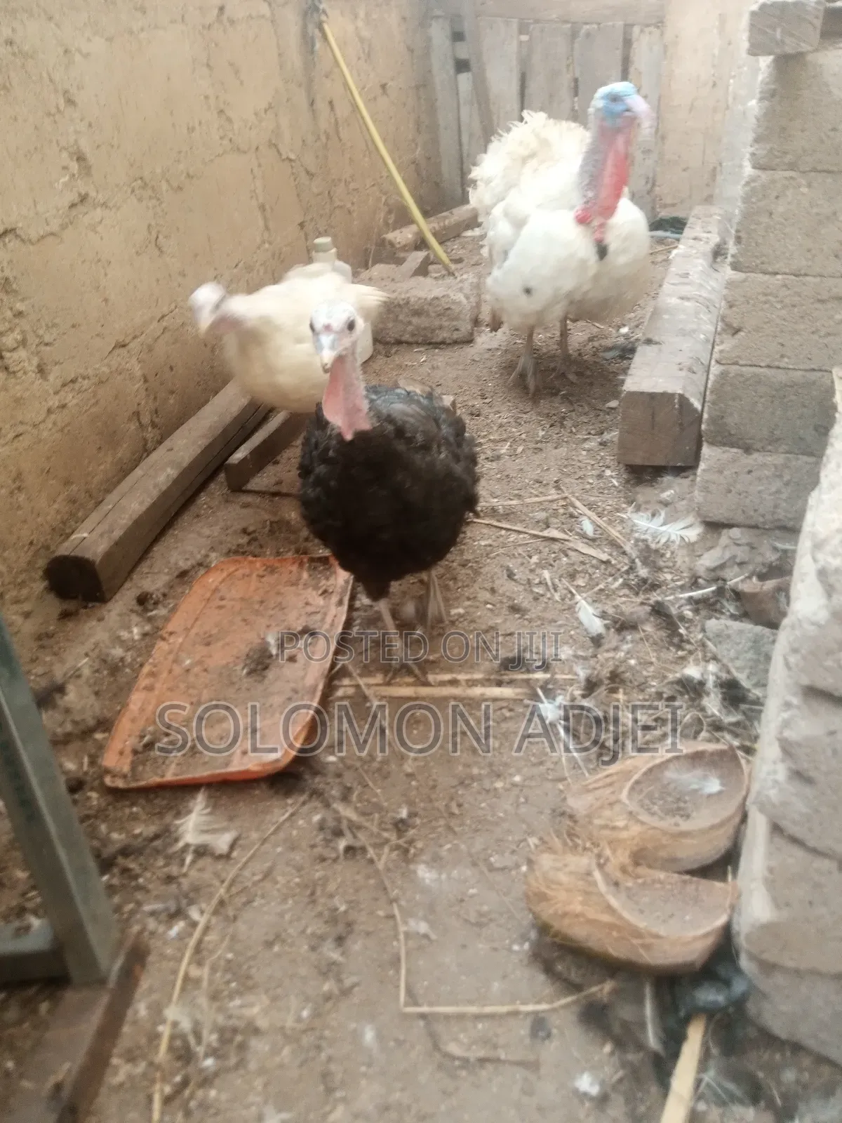 Female Turkeys for Sale
