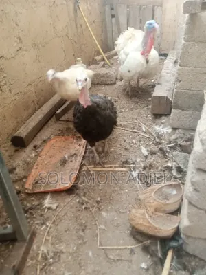 Female Turkeys for Sale