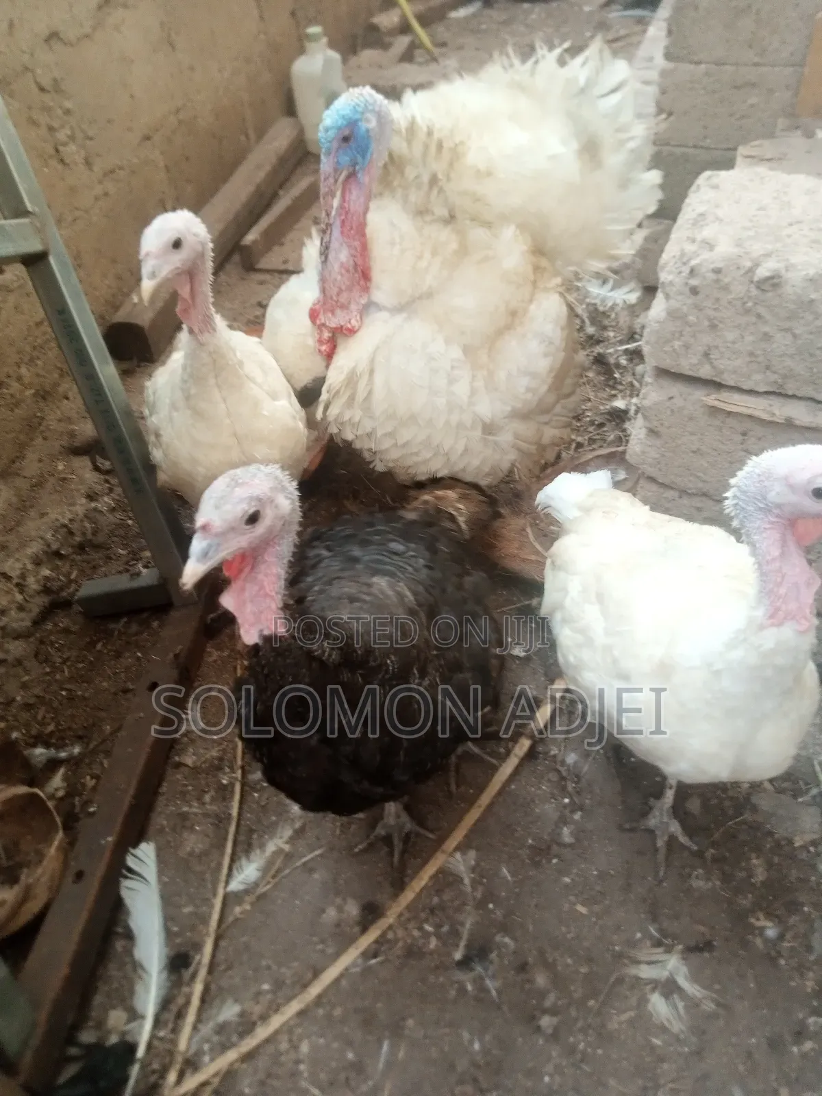 Female Turkeys for Sale