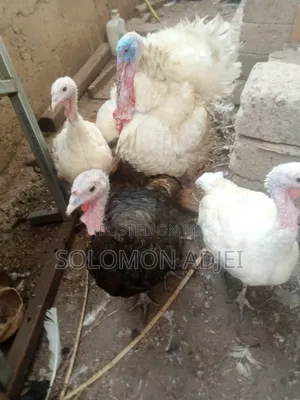 Female Turkeys for Sale