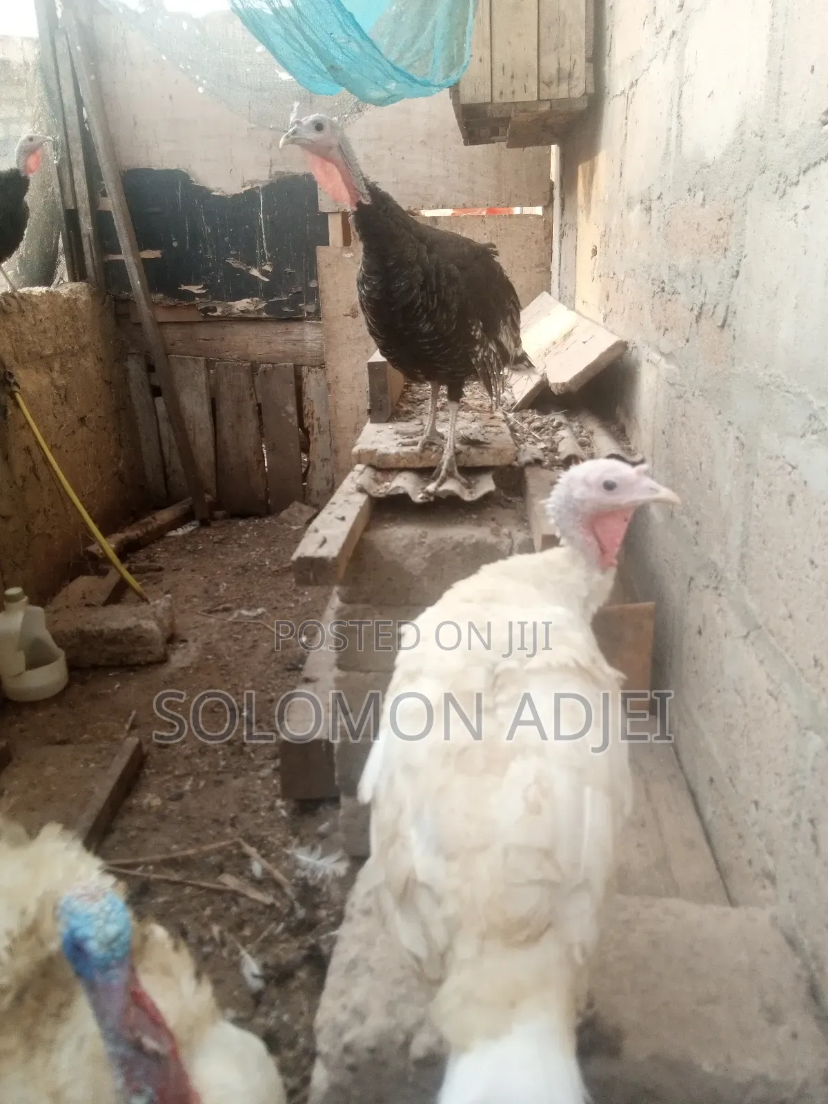 Female Turkeys for Sale