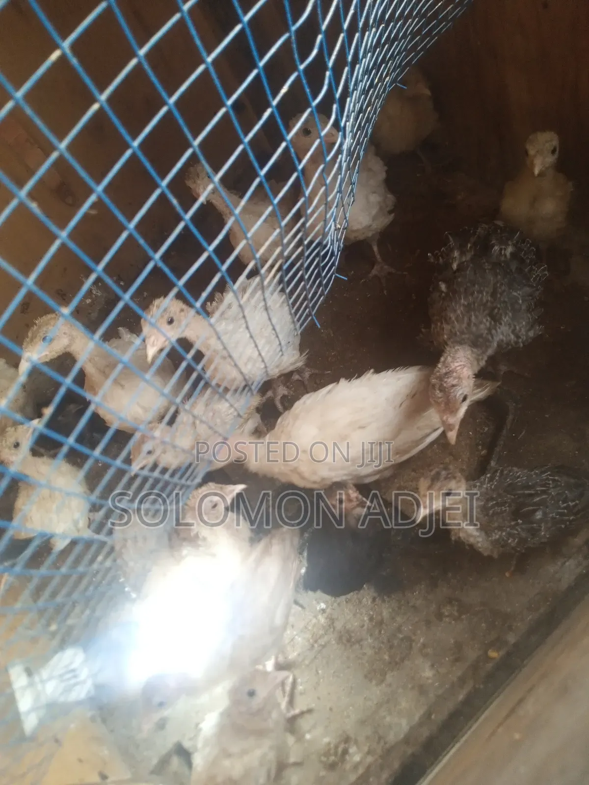 Female Turkeys for Sale