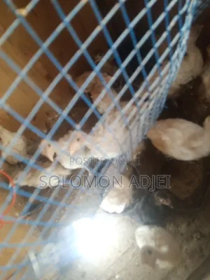 Female Turkeys for Sale