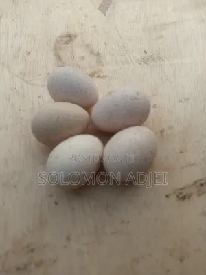 Fertile Turkey Eggs for Hatching
