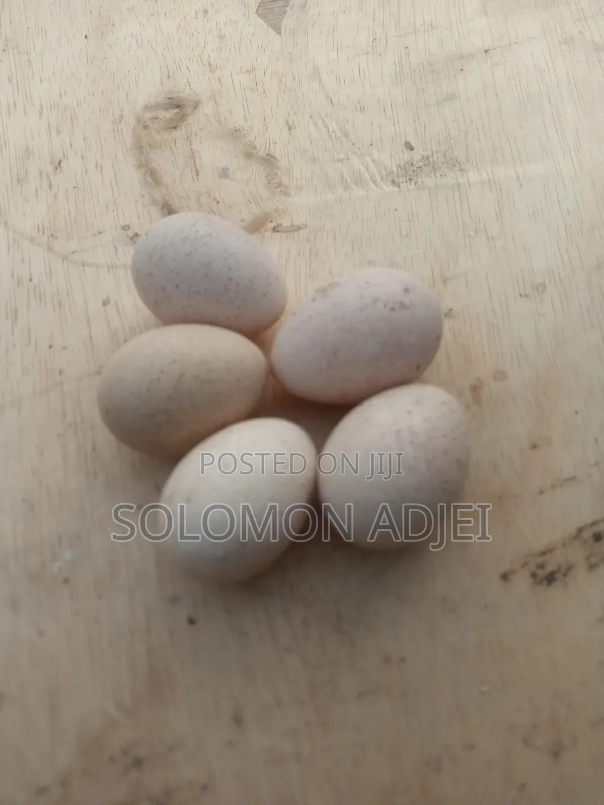 Fertile Turkey Eggs for Hatching