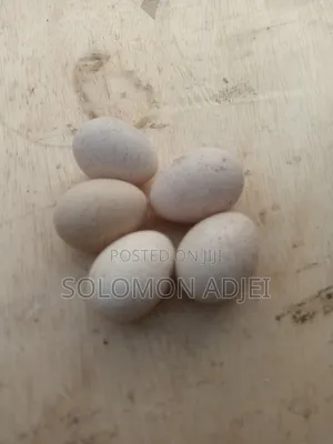Fertile Turkey Eggs for Hatching