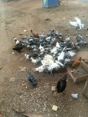 Pigeons For Sale
