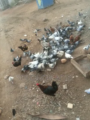 Pigeons For Sale