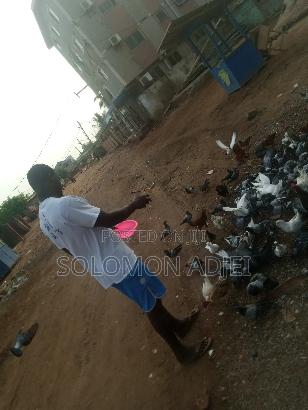 Pigeons For Sale
