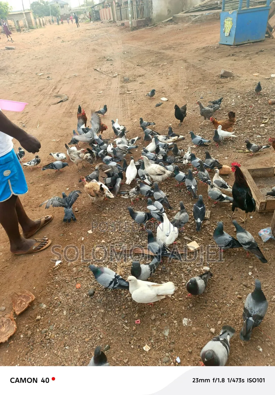 Pigeons For Sale
