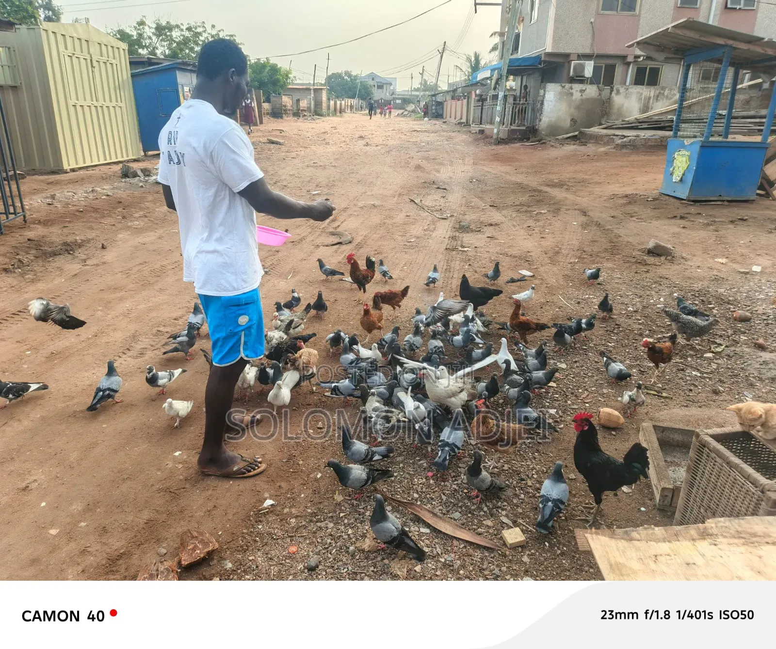 Pigeons For Sale