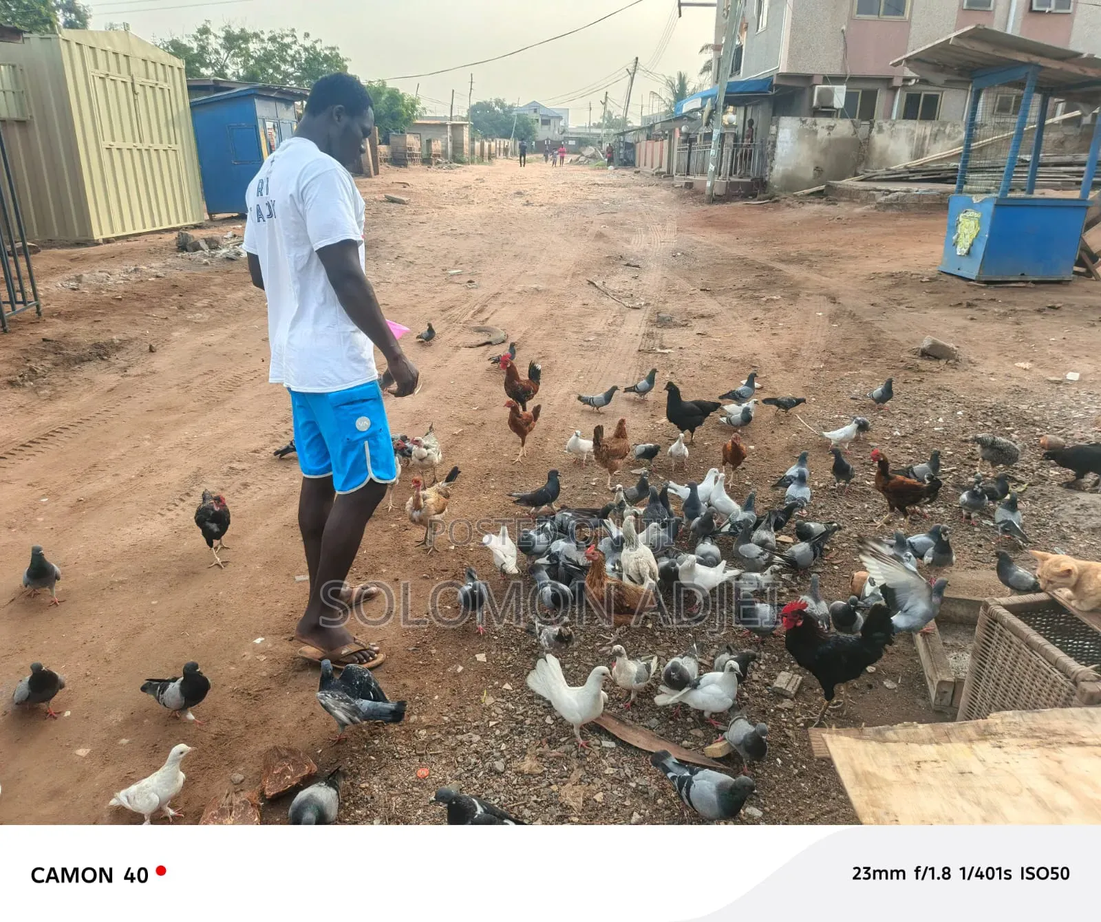 Pigeons For Sale