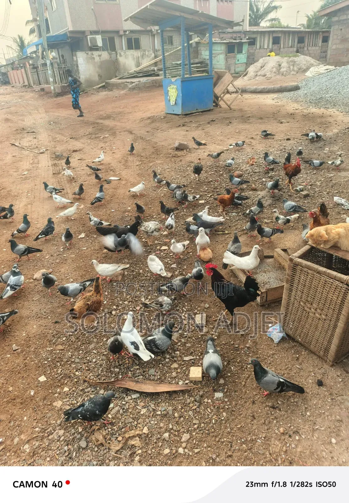 Pigeons For Sale