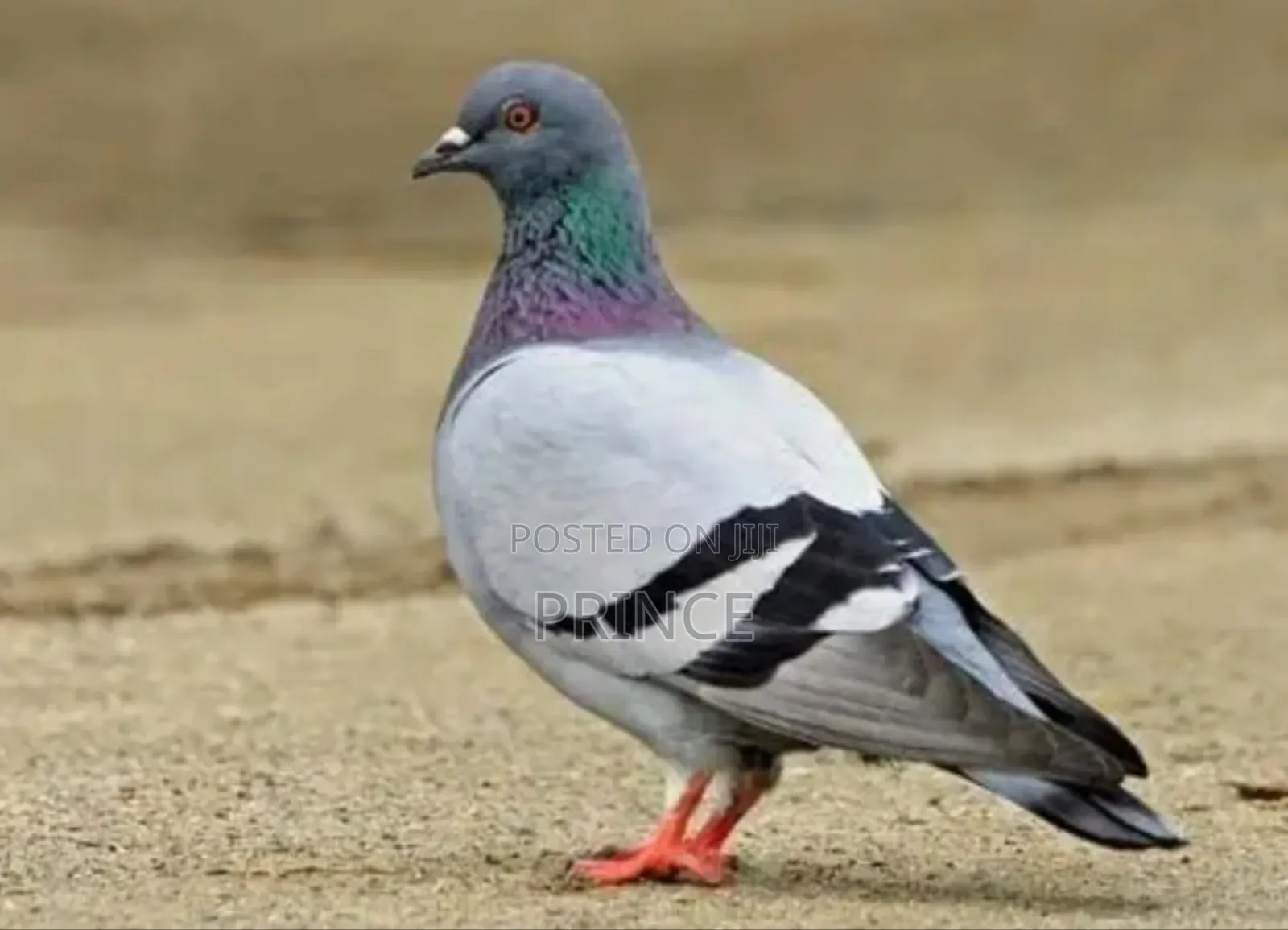 Visionary Pigeons