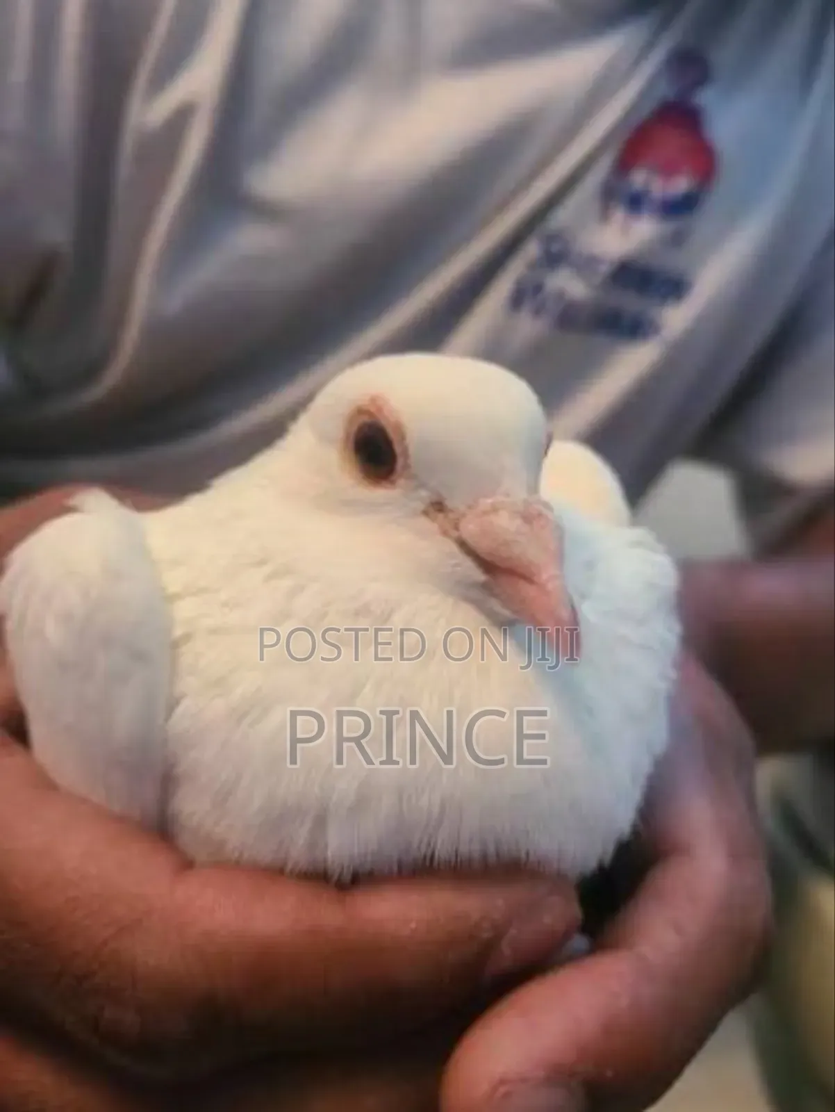 Visionary Pigeons