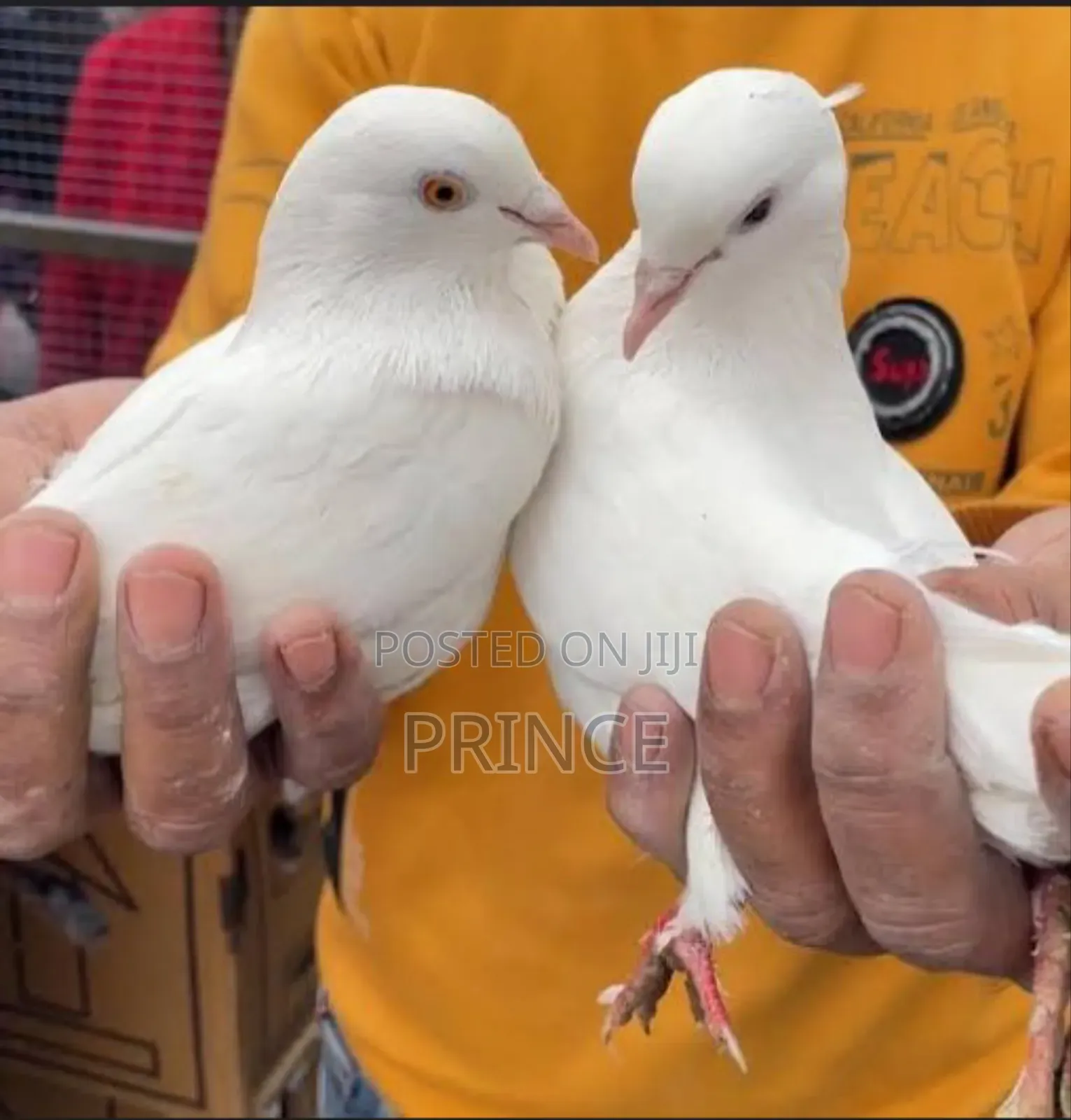 Visionary Pigeons