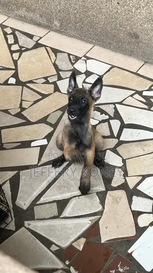 1-3 months Female Purebred Belgian Malinois
