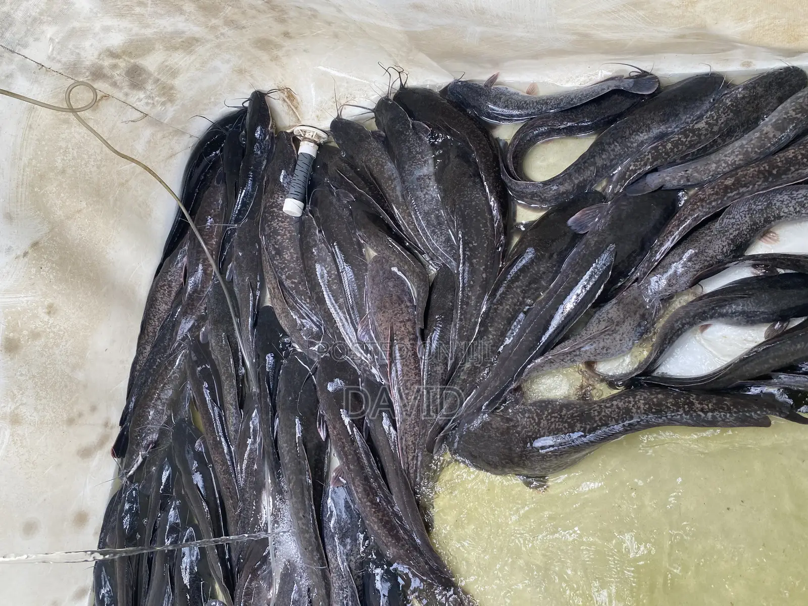 Catfish for Sale