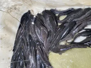 Catfish for Sale