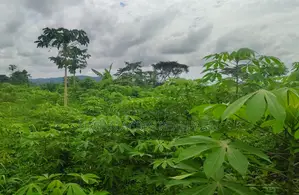 E/R, Asamankese (Akateng) _ 97+ Acres Farmland
