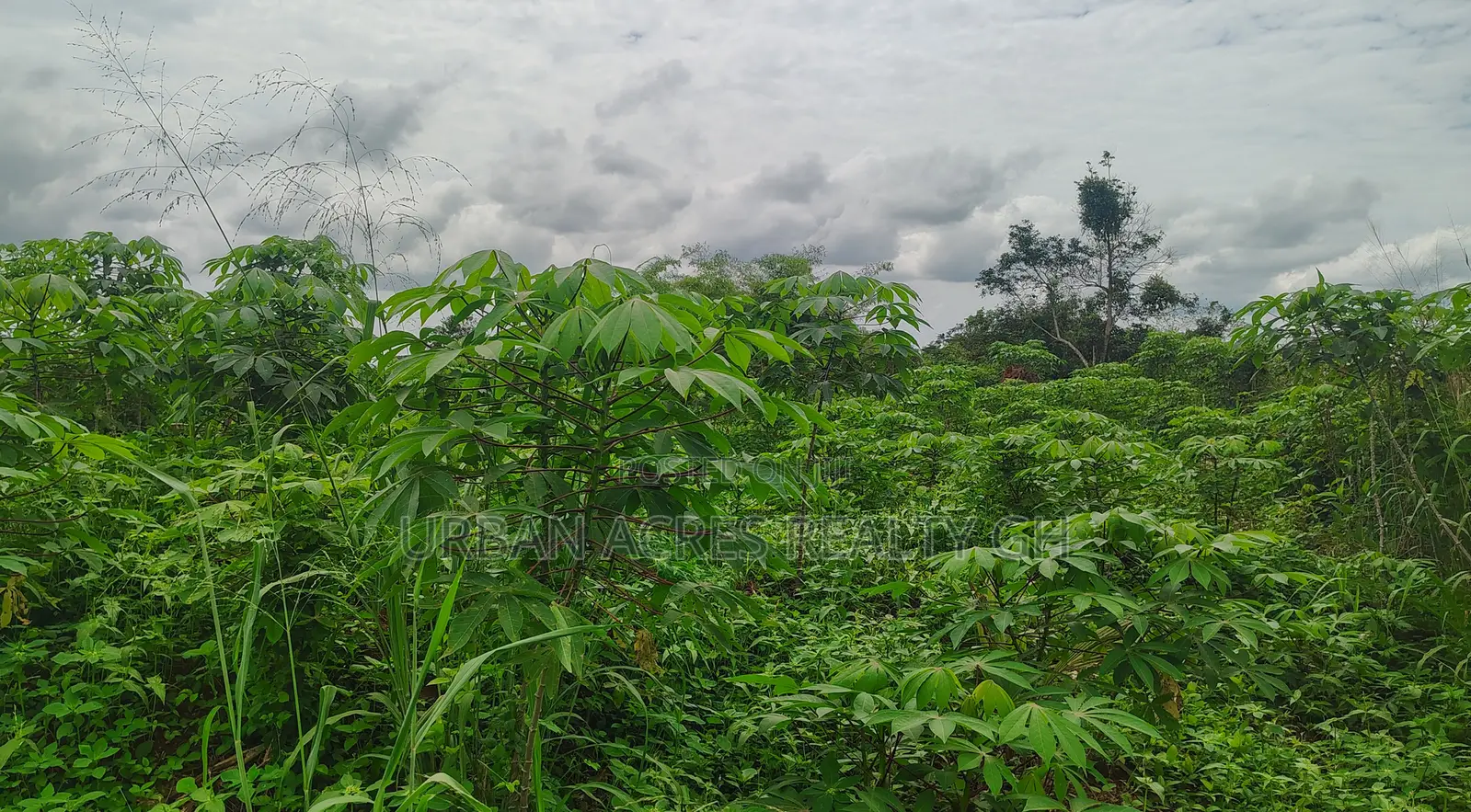 E/R, Asamankese (Akateng) _ 97+ Acres Farmland