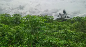 E/R, Asamankese (Akateng) _ 97+ Acres Farmland