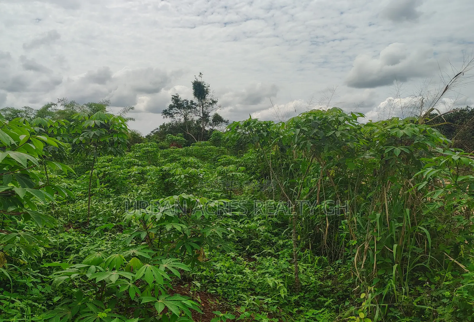 E/R, Asamankese (Akateng) _ 97+ Acres Farmland