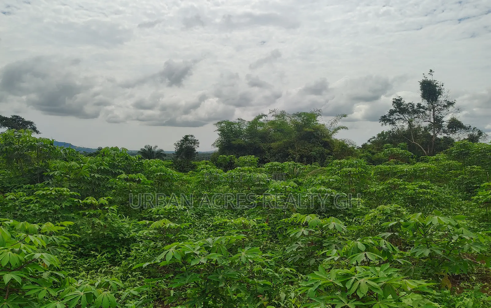 E/R, Asamankese (Akateng) _ 97+ Acres Farmland