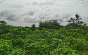 E/R, Asamankese (Akateng) _ 97+ Acres Farmland