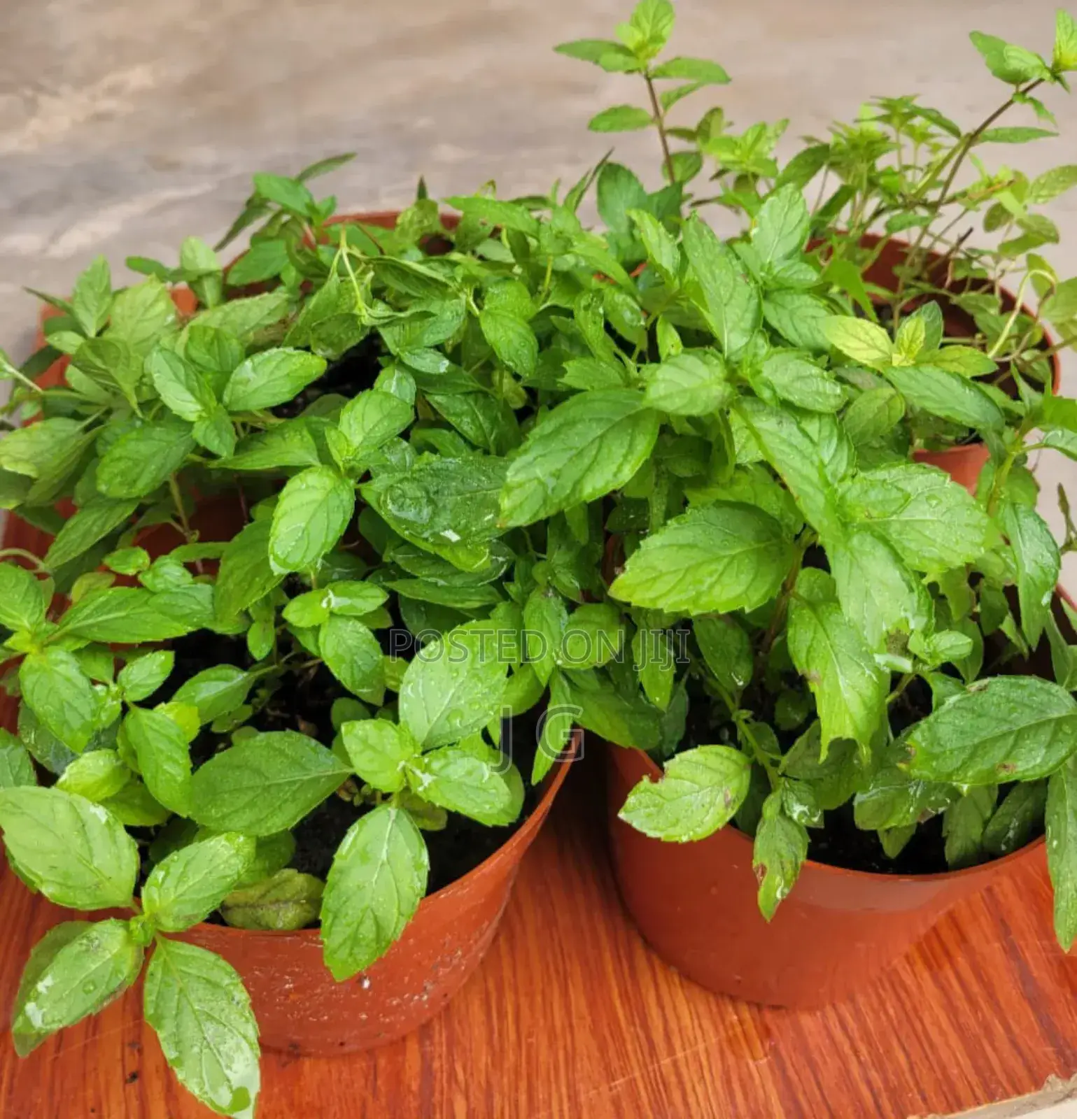 Mint Plant
