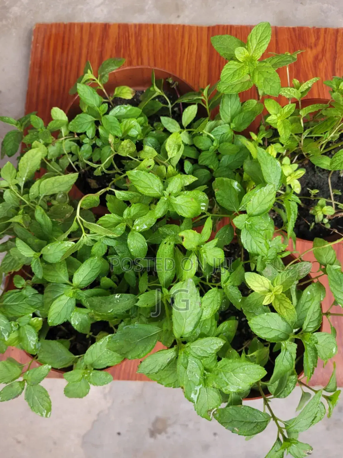 Mint Plant