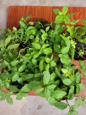 Mint Plant