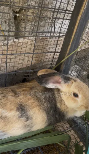 Female and Male Rabbit Available