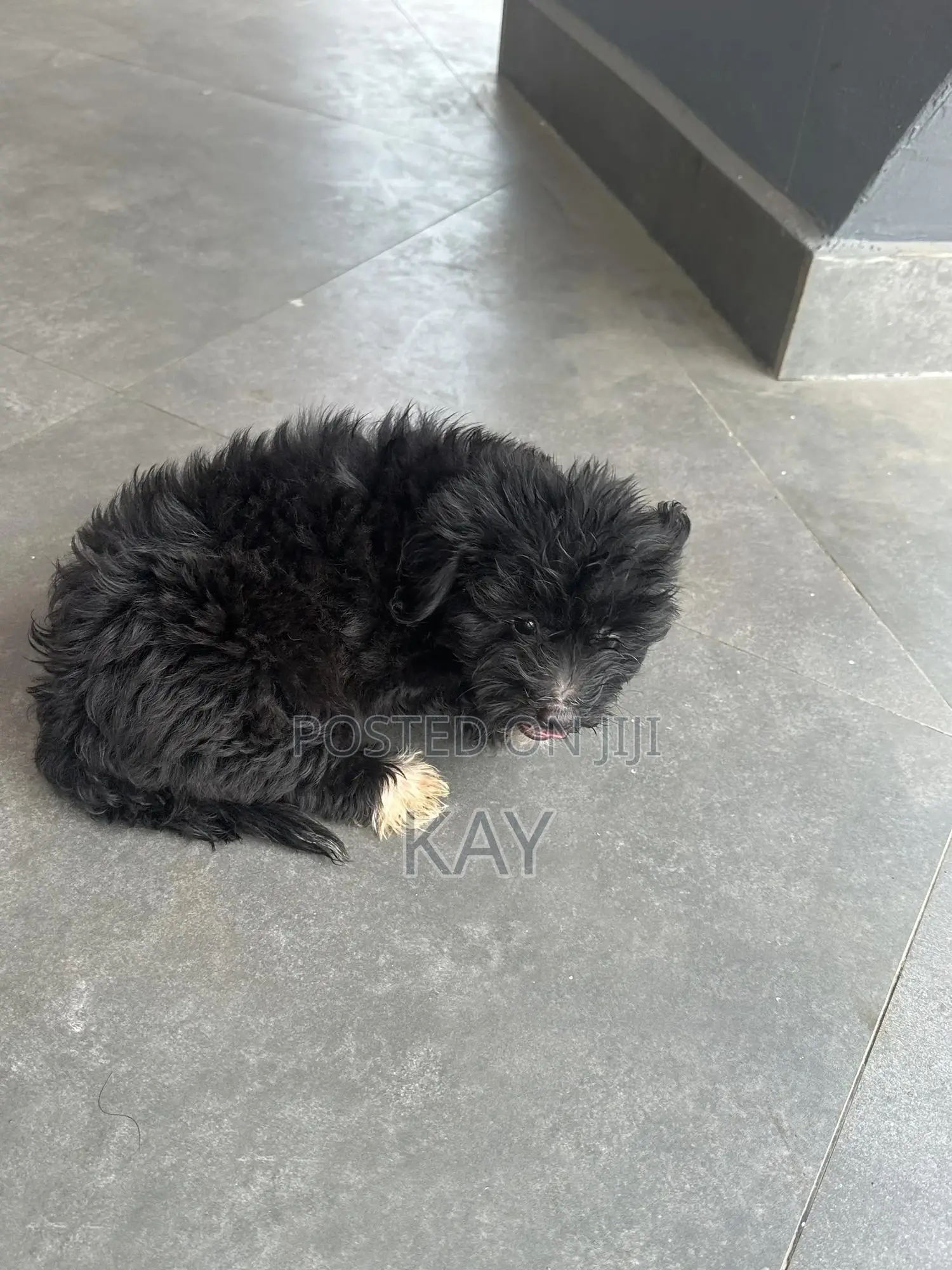 1-3 months Male Purebred Maltese