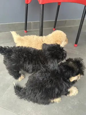1-3 months Male Purebred Maltese