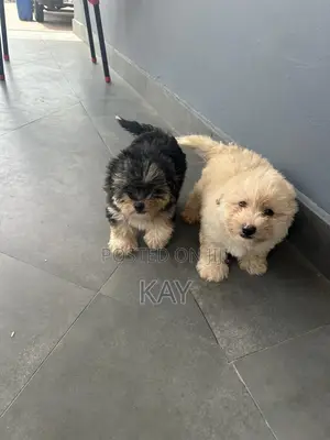 1-3 months Male Purebred Maltese