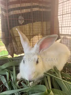 Female and Male Rabbit Available