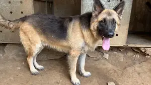 1+ year Male Purebred German Shepherd