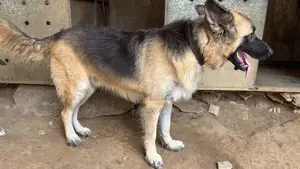 1+ year Male Purebred German Shepherd
