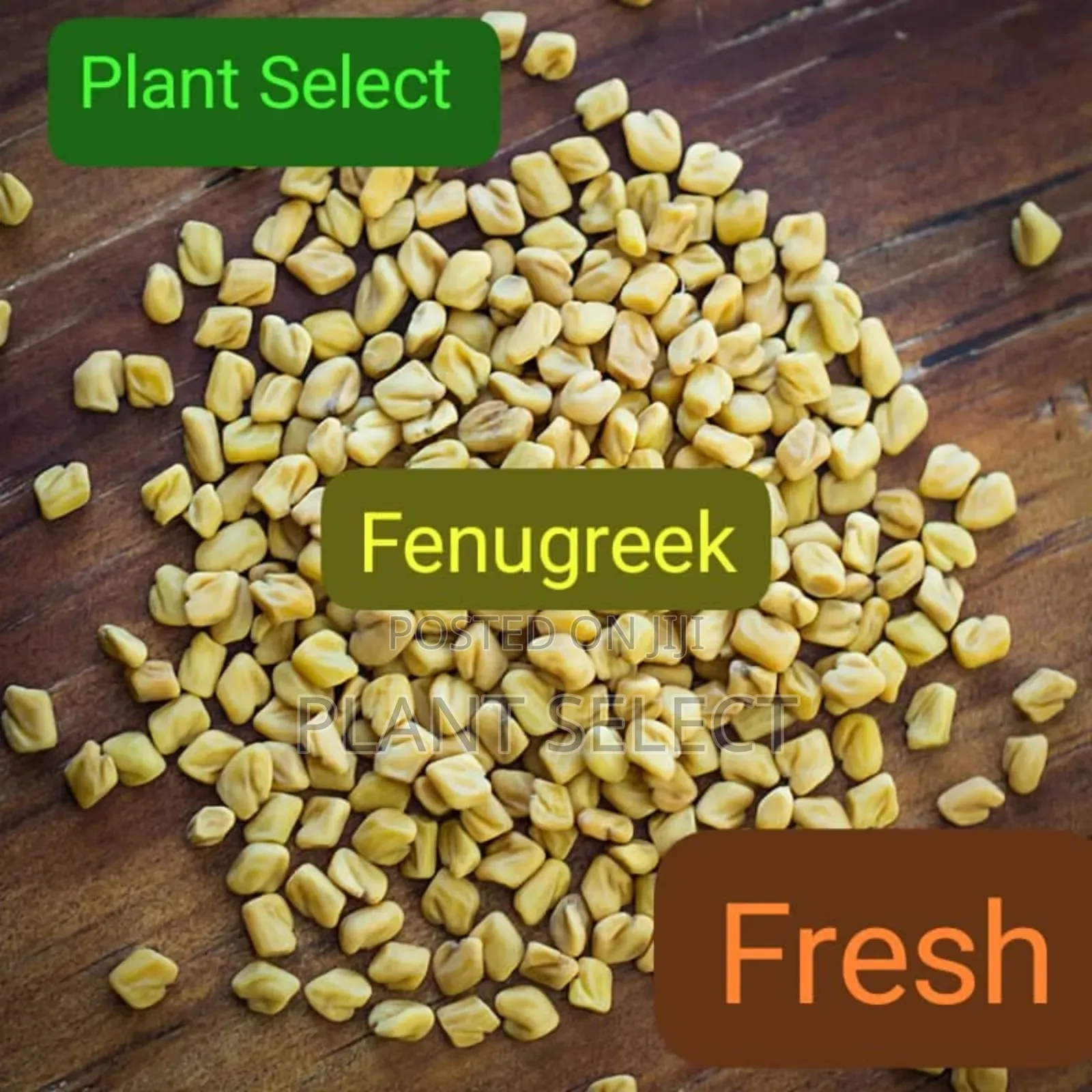 Fenugreek (Methi) Seeds Powder