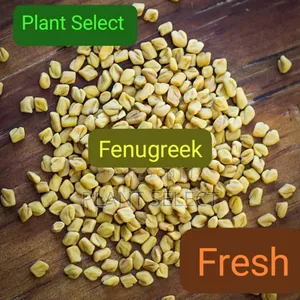 Fenugreek (Methi) Seeds Powder