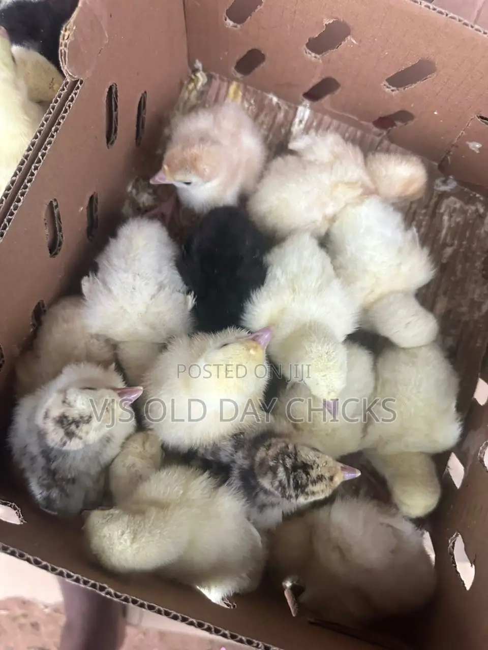 Day Old Chicks and Turkeys