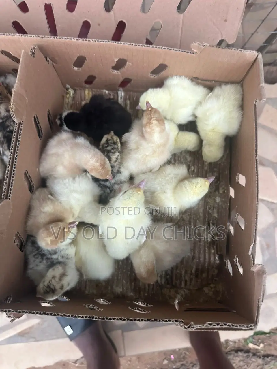 Day Old Chicks and Turkeys