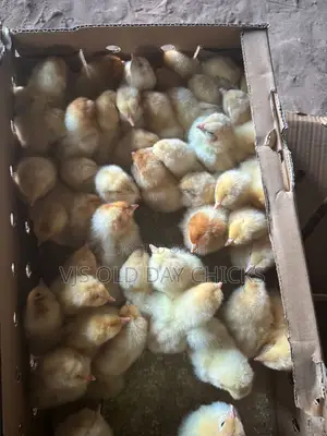 Day Old Chicks and Turkeys