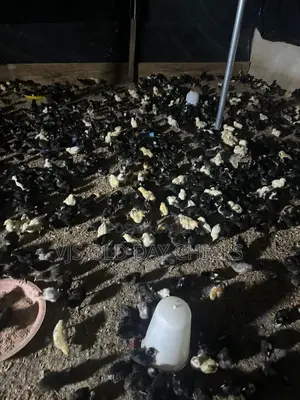 Day Old Chicks and Turkeys