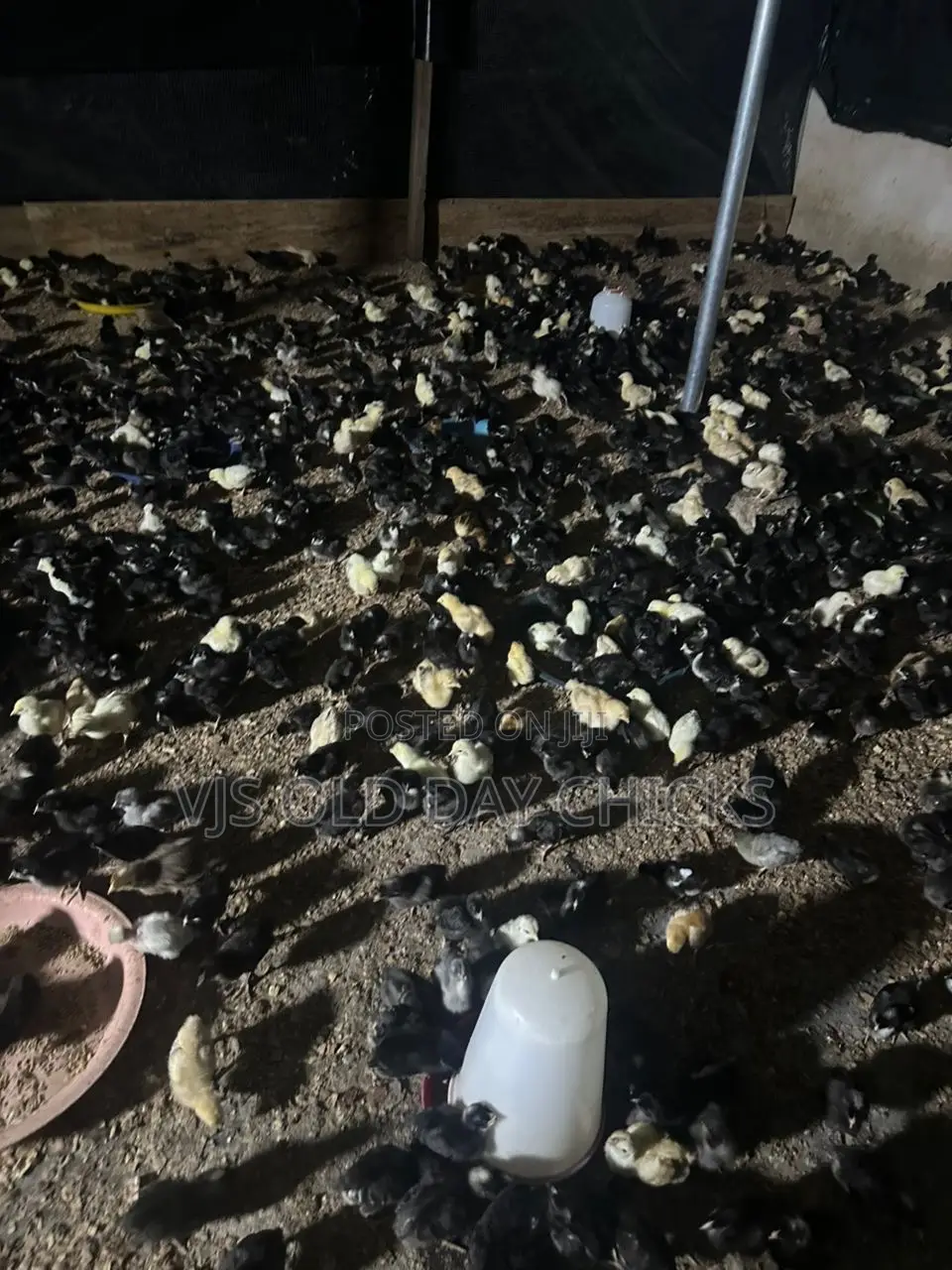 Day Old Chicks and Turkeys