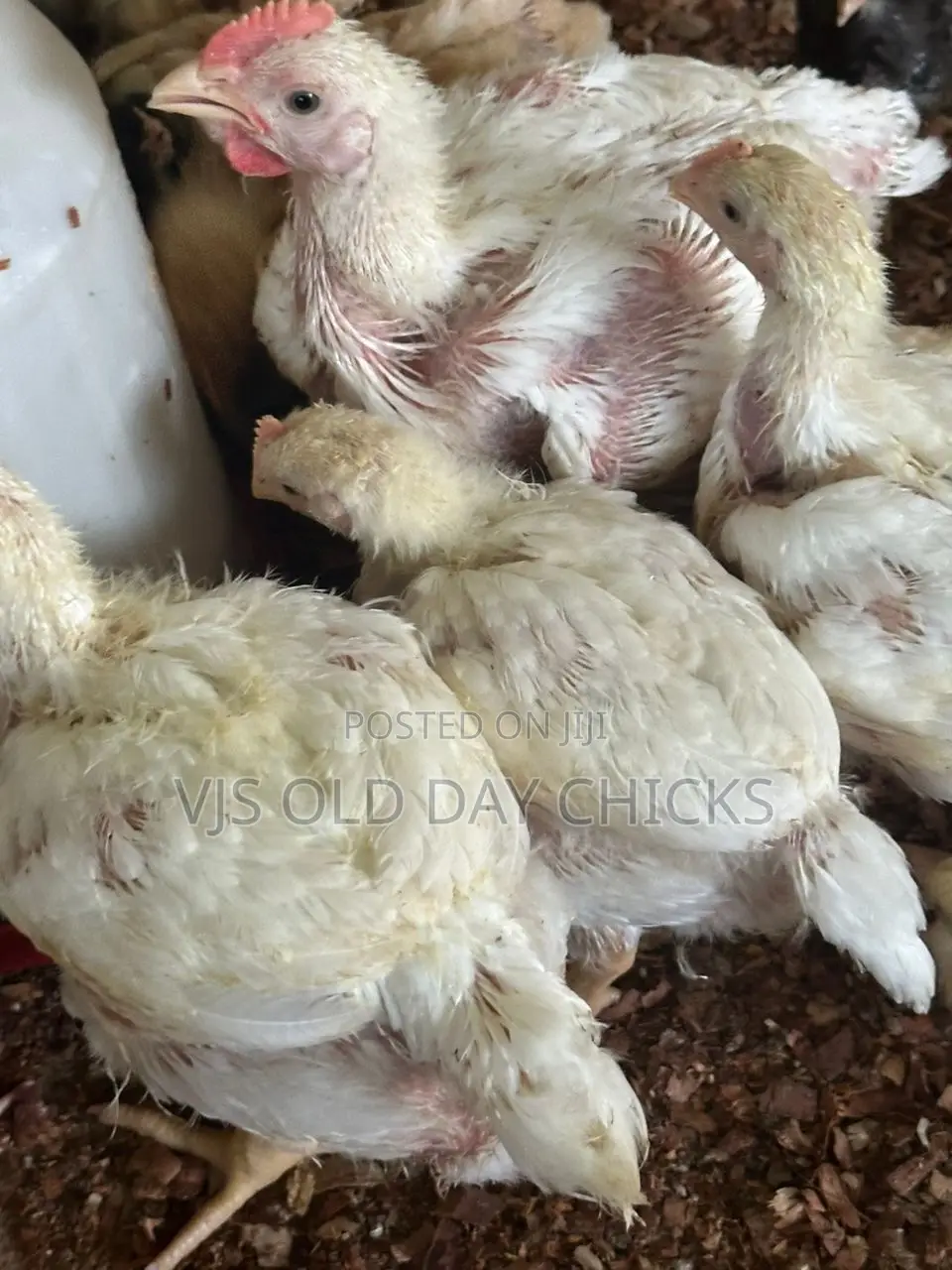 Day Old Chicks and Turkeys